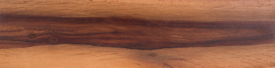 Australian beefwood